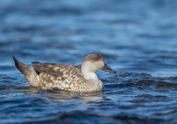 patagonian crested duck