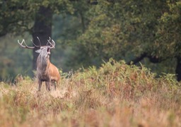 red deer