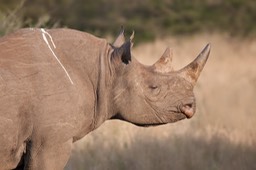 black rhino