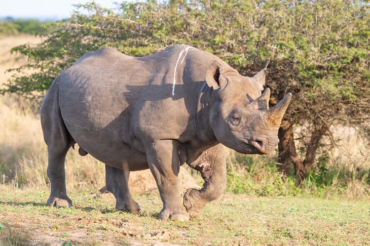 black rhino