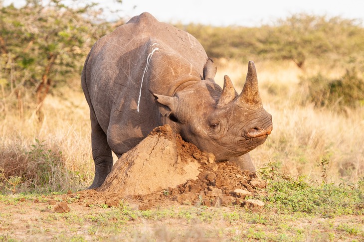 black rhino