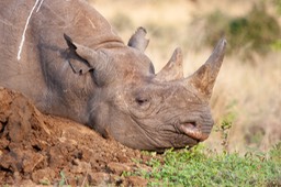 black rhino