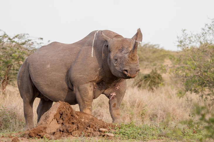 black rhino