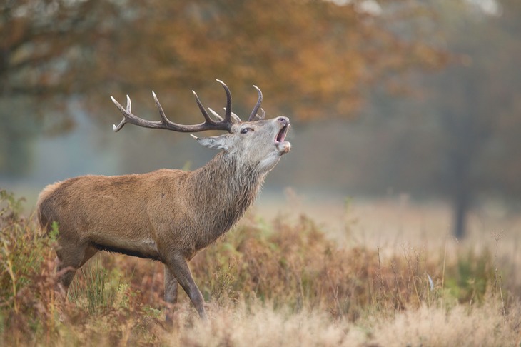 red deer