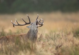 red deer