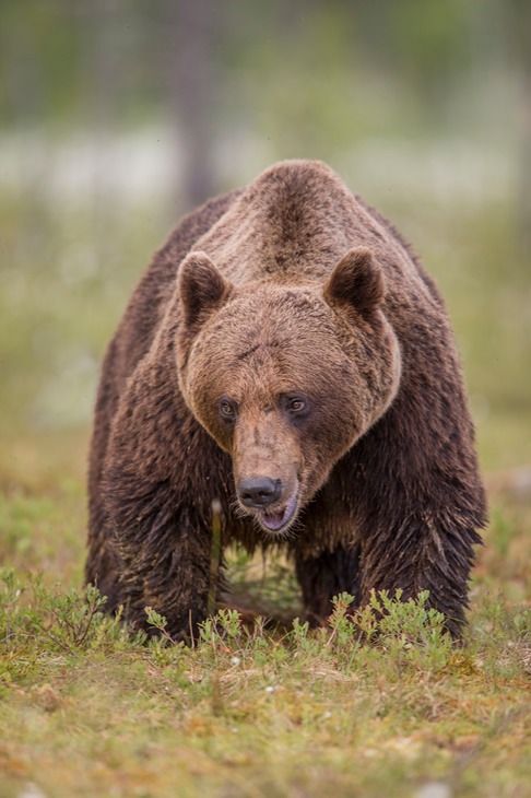 brown bear