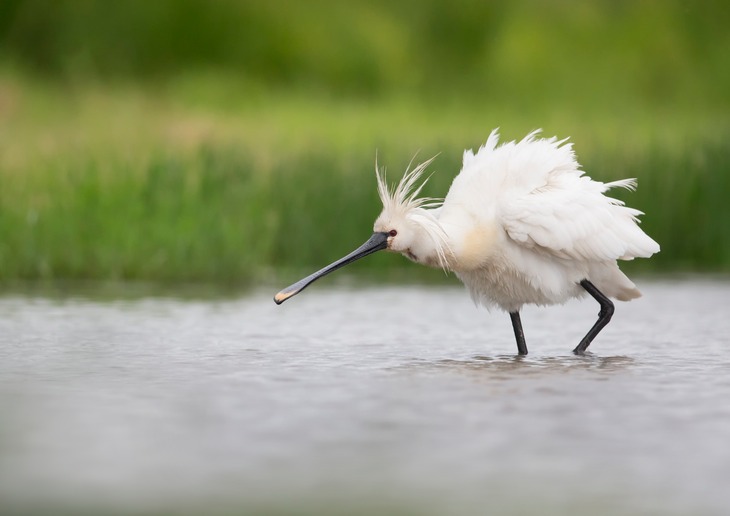 spoonbill