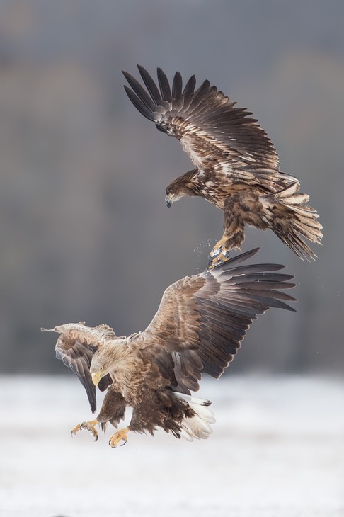 white tailed eagle