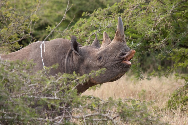 black rhino