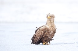 white tailed eagle