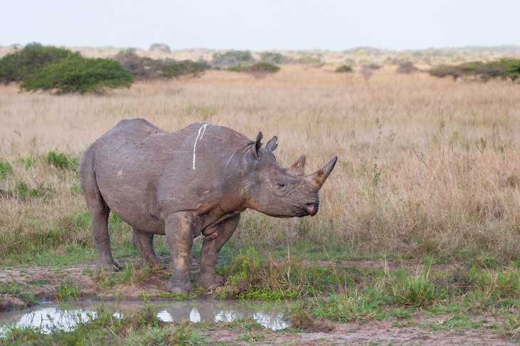 black rhino