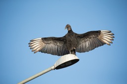 black vulture