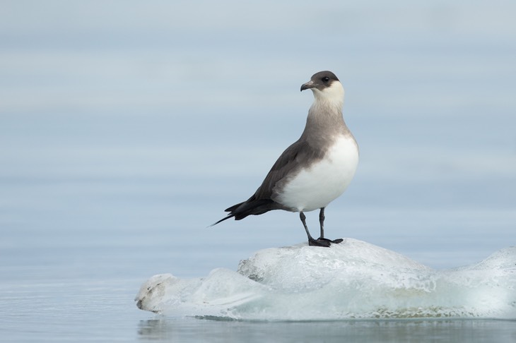 arctic skua