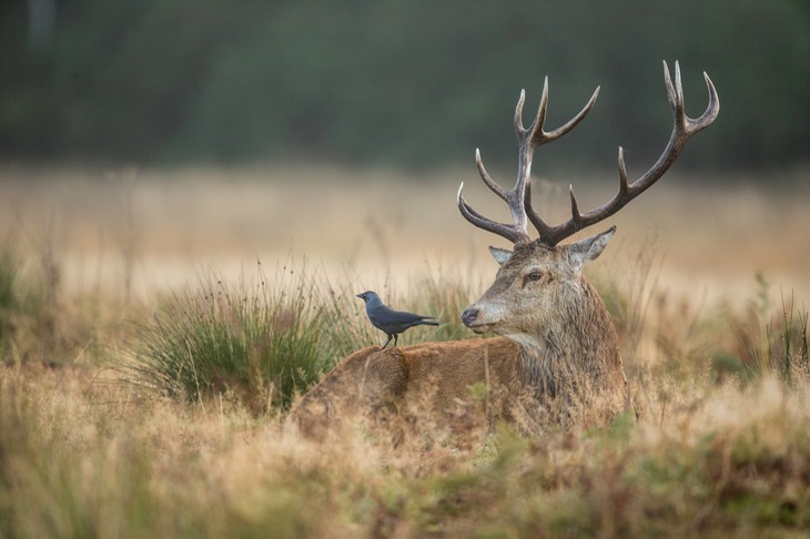 red deer