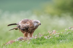 red kite