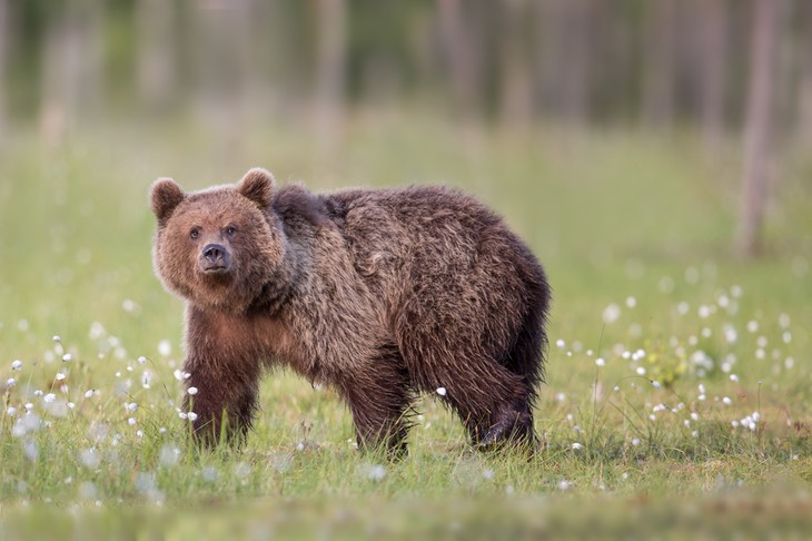 brown bear