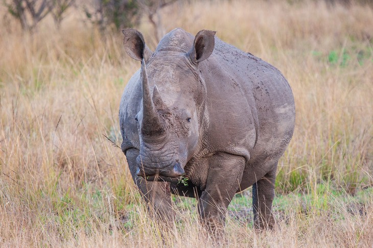 white rhino