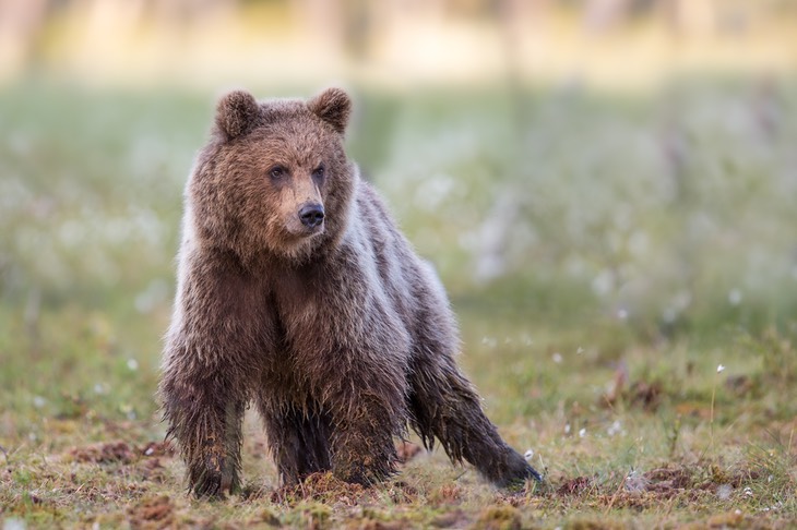 brown bear