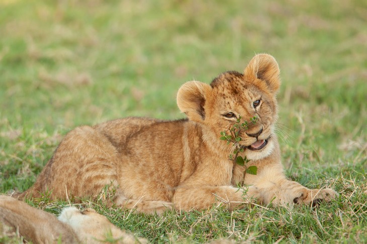 lion