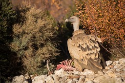 griffon vulture