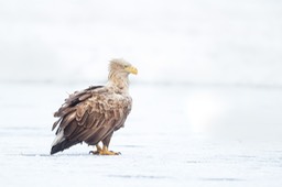 white tailed eagle