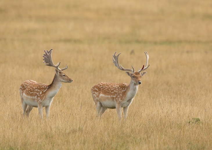 fallow deer