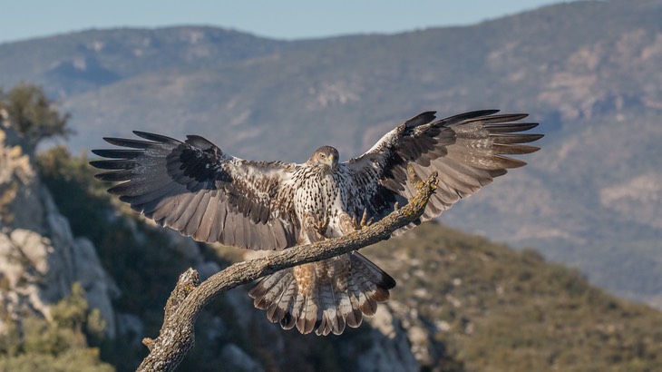 bonelli's eagle