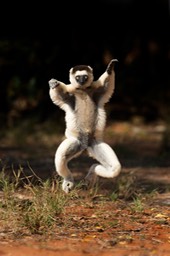 verreaux's sifaka