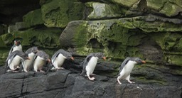 southern rockhopper penguin