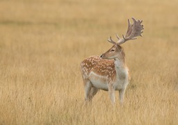 fallow deer