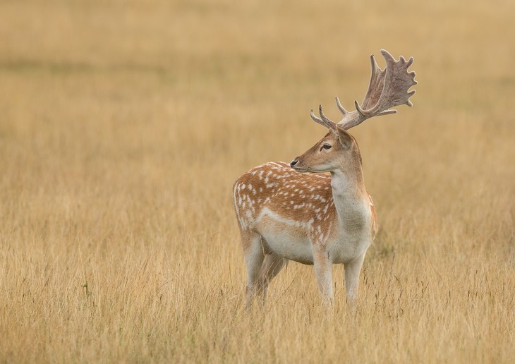 fallow deer