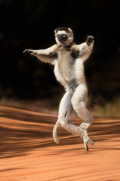 verreaux's sifaka