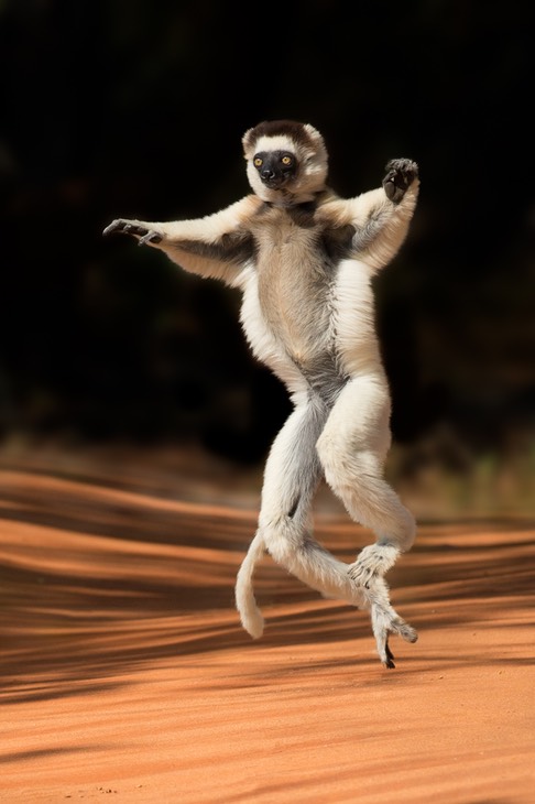 verreaux's sifaka