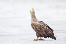 white tailed eagle