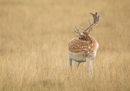 fallow deer