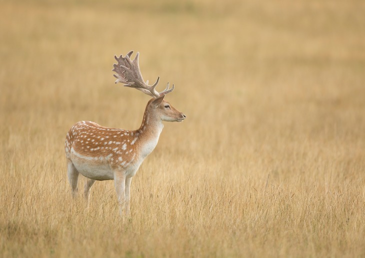 fallow deer