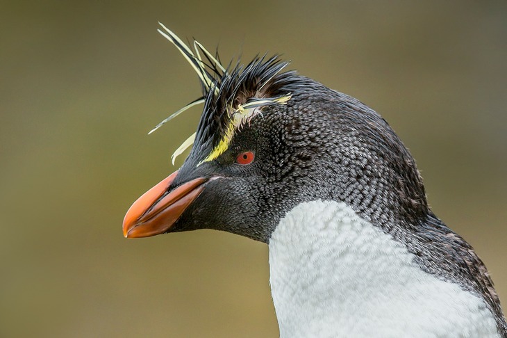 southern rockhopper penguin