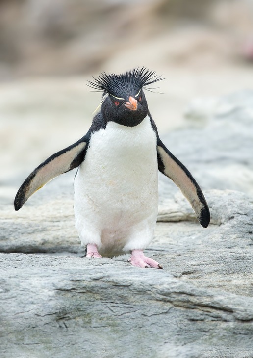 southern rockhopper penguin