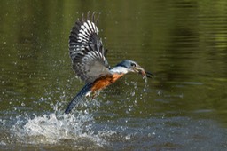 ringed kingfisher