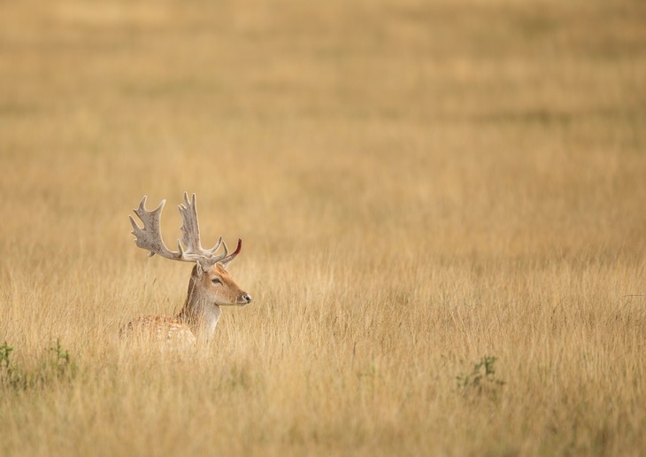 fallow deer