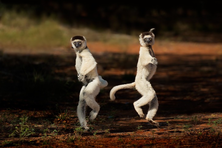 verreaux's sifaka