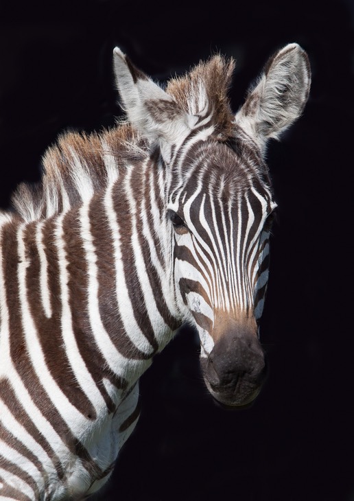 zebra