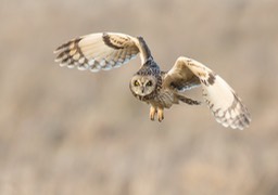 short eared owl