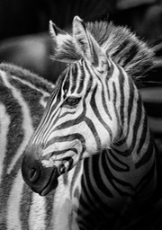 zebra