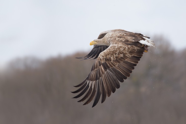 white tailed eagle