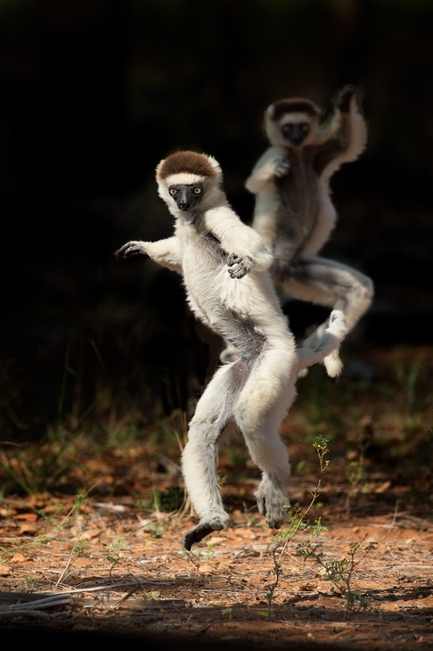 verreaux's sifaka