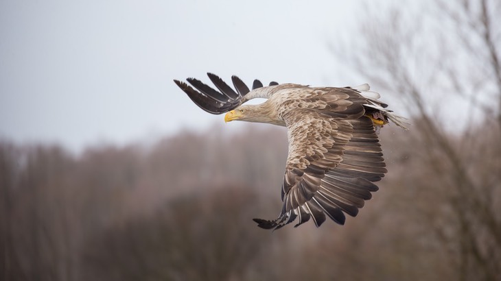 white tailed eagle