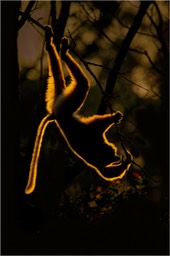 diademed sifaka