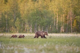 brown bear