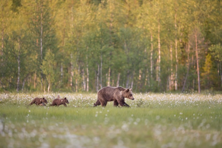 brown bear